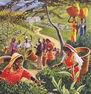 Tea plantation in Ceylon, 1960s by English School